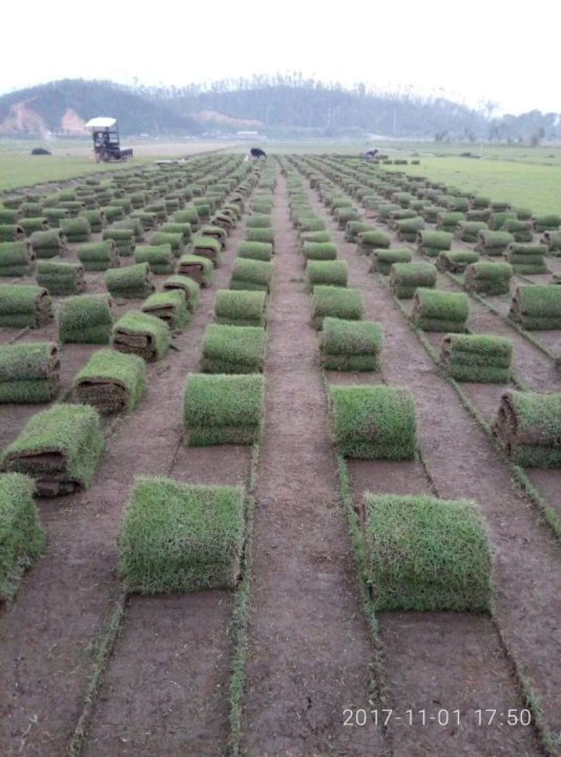 草皮，马尼拉，台湾草，大叶草，夏威夷