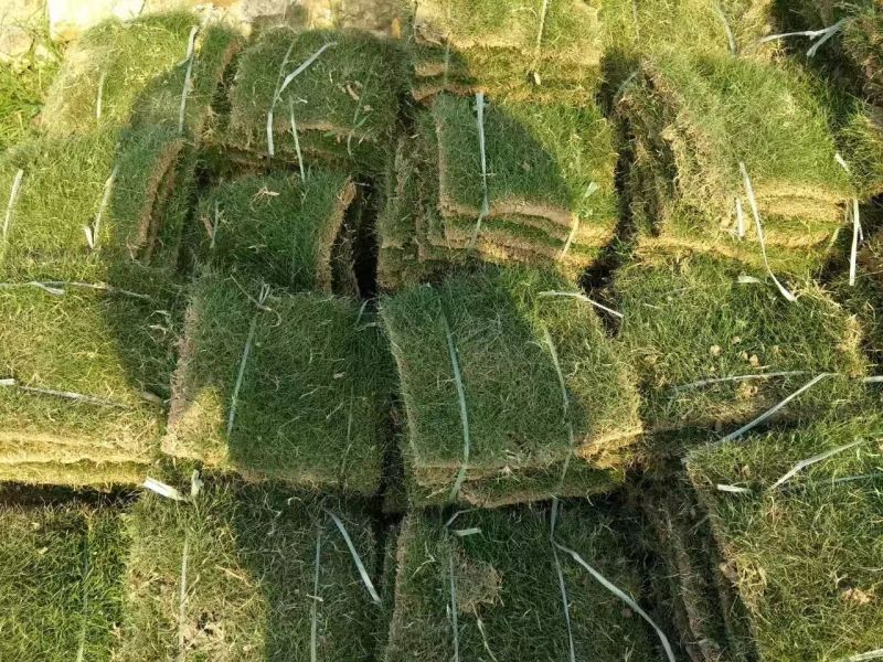 草皮，马尼拉，台湾草，大叶草，夏威夷