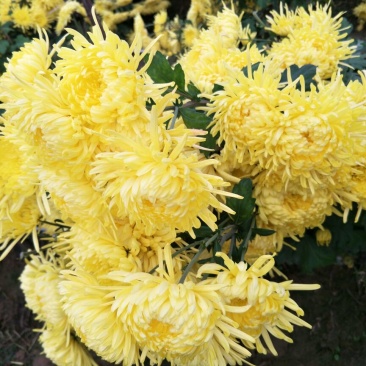 金丝皇菊茶一级
