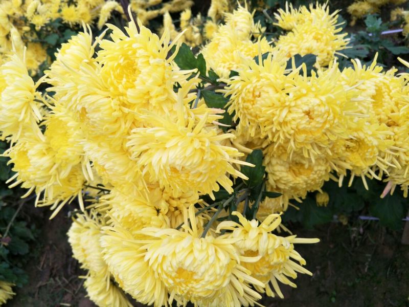 金丝皇菊茶一级