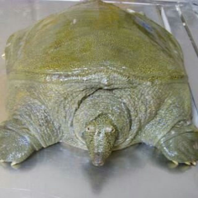 生态甲鱼2.5~3斤