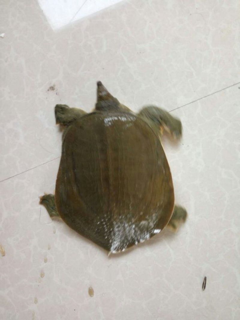 生态甲鱼2.5~3斤