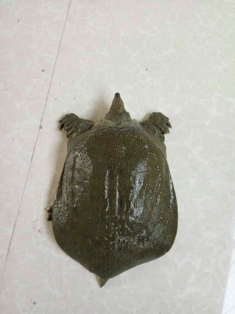 生态甲鱼2.5~3斤