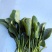 秋菠菜15~20厘米