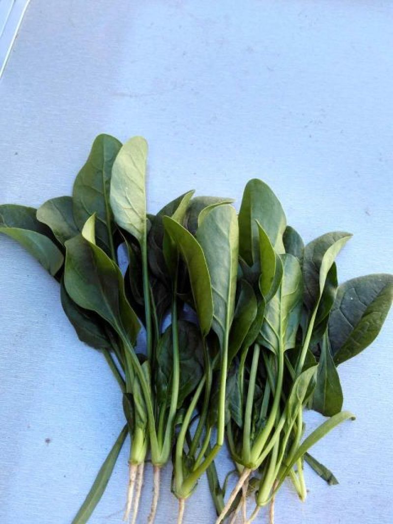 秋菠菜15~20厘米