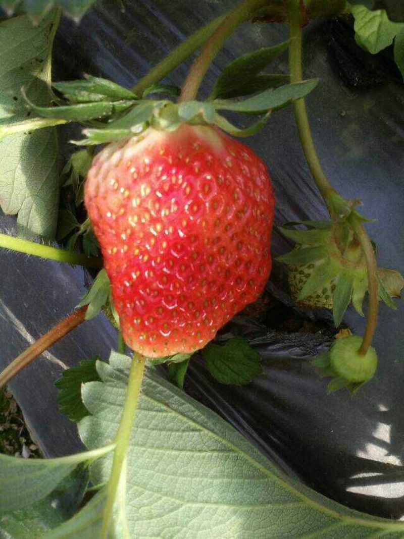 草莓苗甜查理章姬(甜宝)草莓苗全明星根系发达基地直销