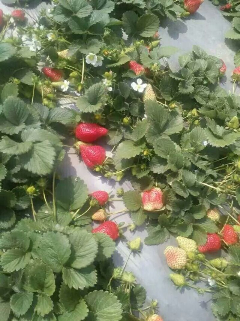 草莓苗甜查理章姬(甜宝)草莓苗全明星根系发达基地直销