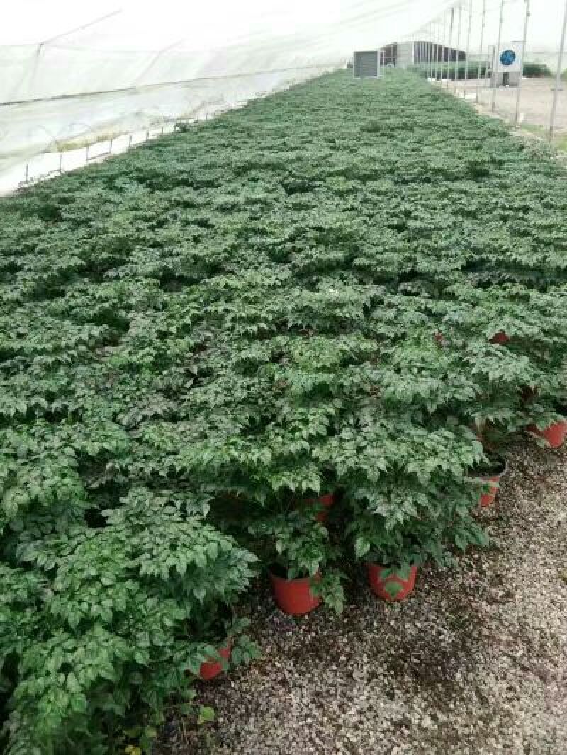 幸福树50~80cm，可视频图片看货种植基地批发