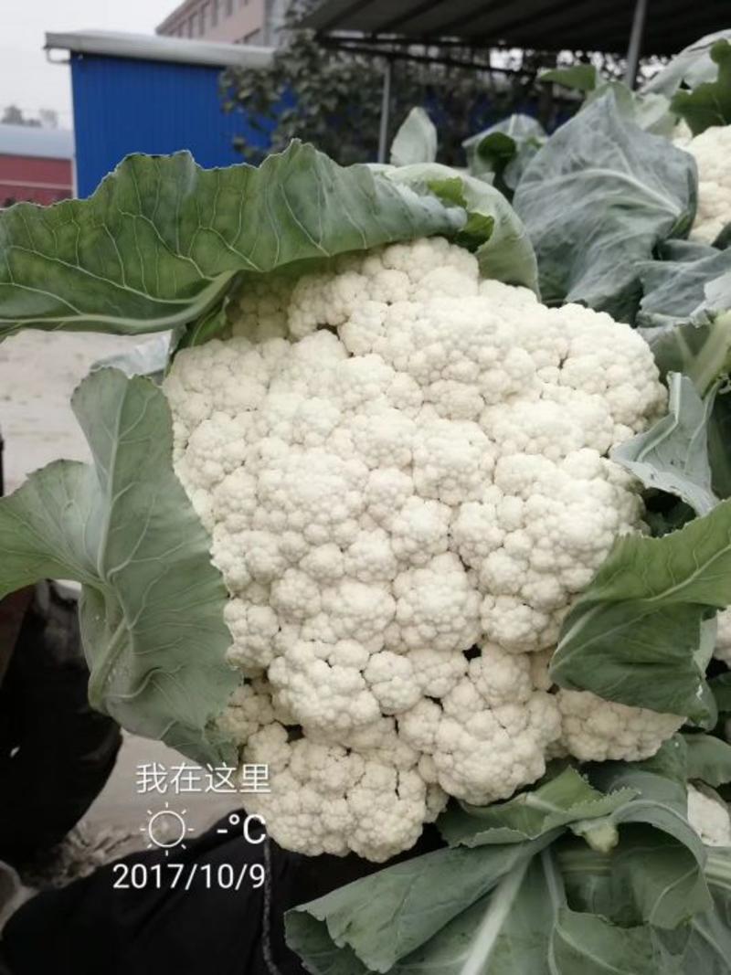白面青梗松花菜基地直供对接农户一手货源2~3斤散花
