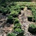 牛大力种苗适合山地，平地，干田种植成活率高产量高