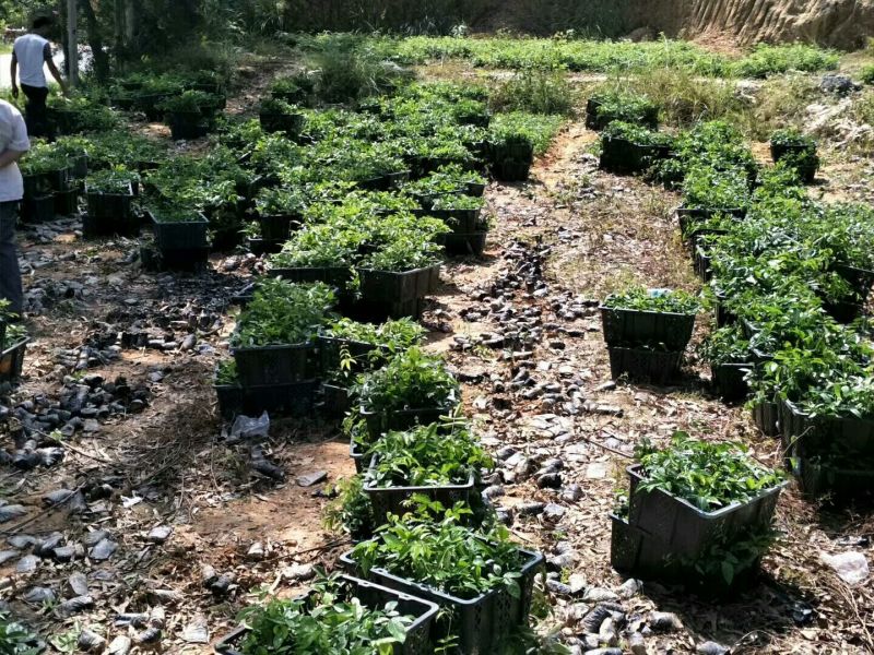 牛大力种苗适合山地，平地，干田种植成活率高产量高