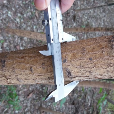 国槐6~8cm4~6cm1~2米