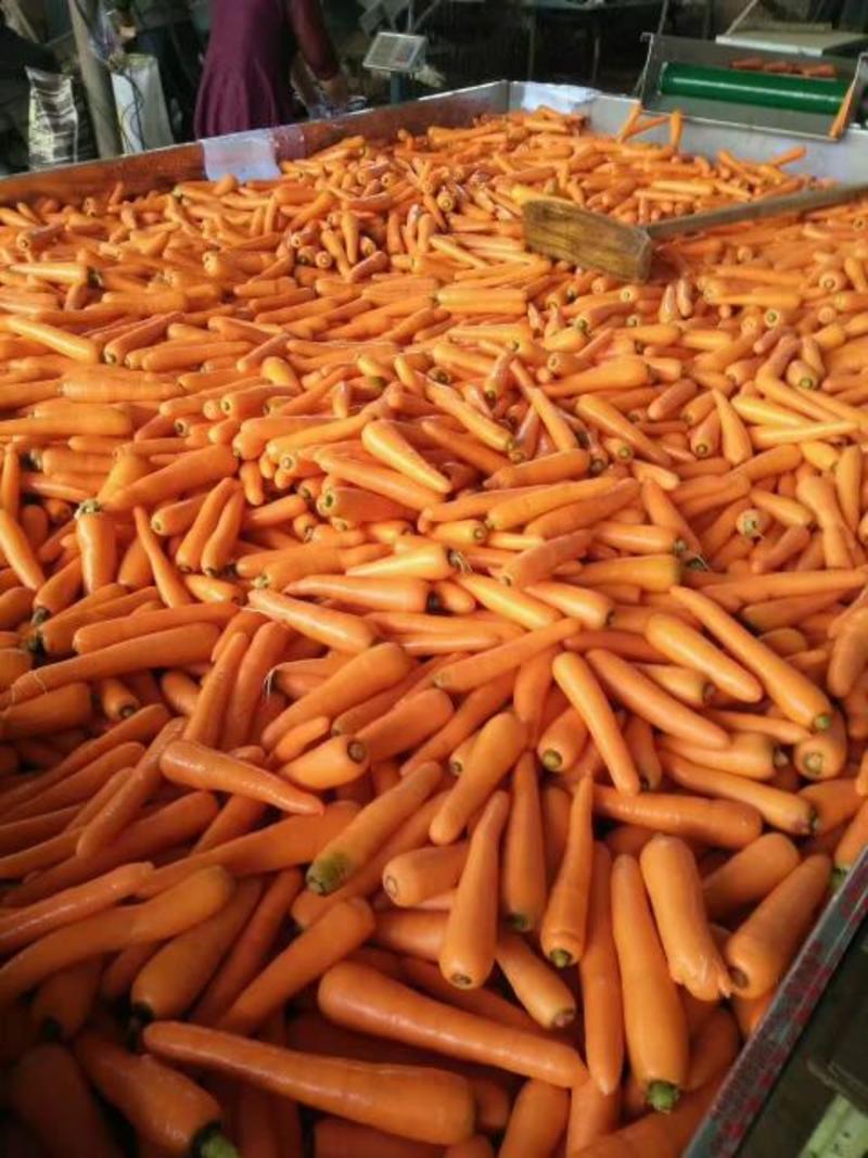 杂交胡萝卜基地直供对接农户一手货源3两以上