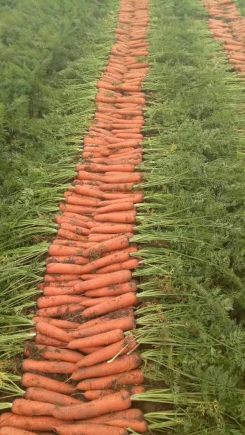 杂交胡萝卜基地直供对接农户一手货源3两以上