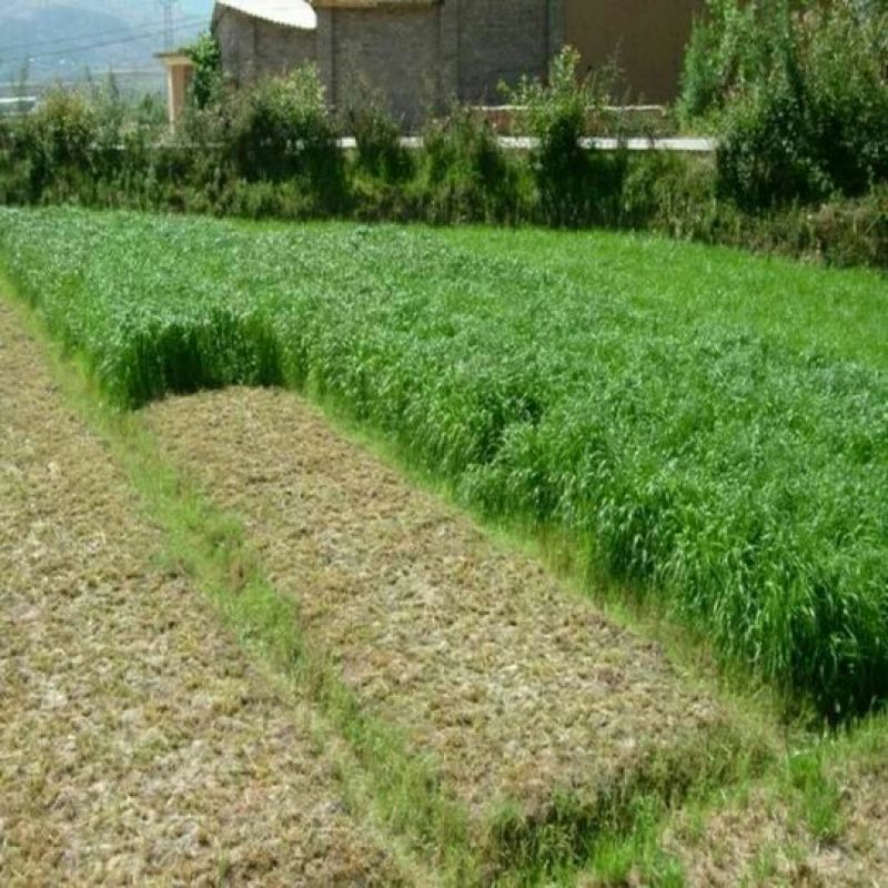 进口耐寒冬麦70黑麦草种子牧草种子猪牛羊鸡鸭鹅鱼草