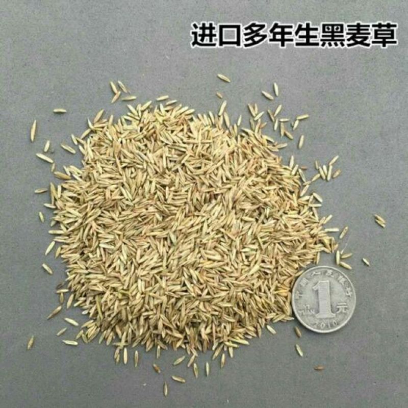 进口耐寒冬麦70黑麦草种子牧草种子猪牛羊鸡鸭鹅鱼草