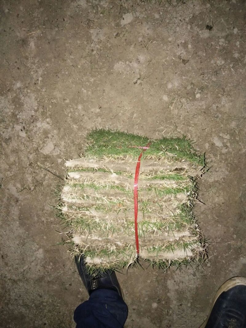 草皮