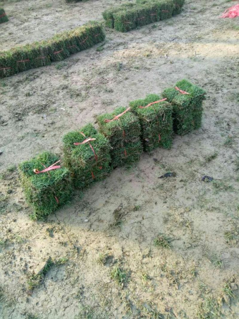 草皮