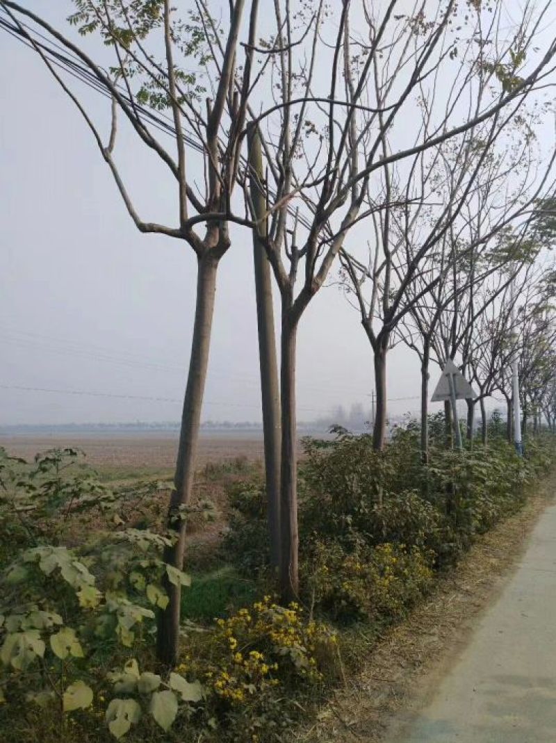 栾树10~12cm8~10cm4米以上