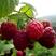 树莓苗双季树莓品种苗30~50cm基地直销