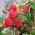 树莓苗双季树莓品种苗30~50cm基地直销