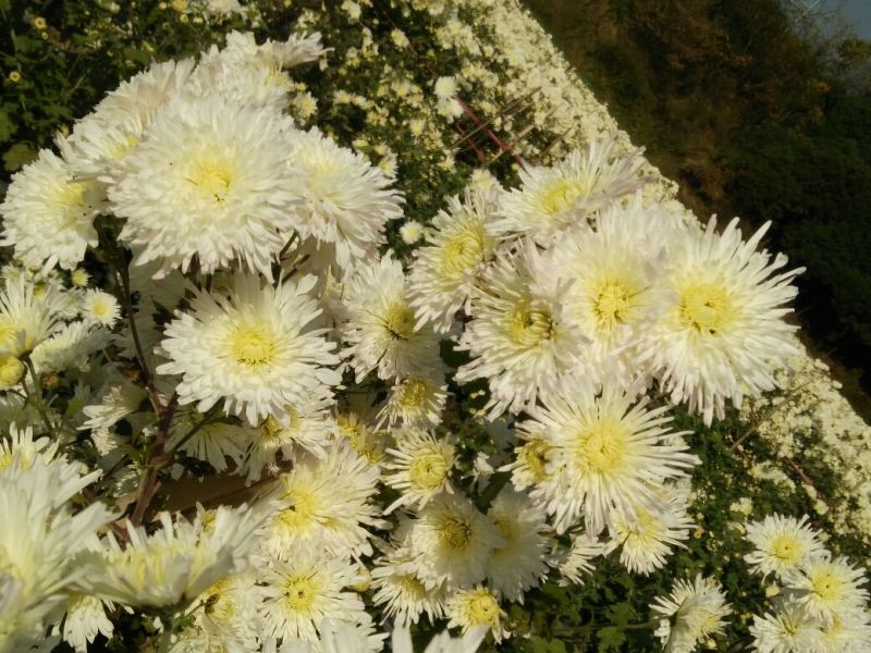 菊花茶一级