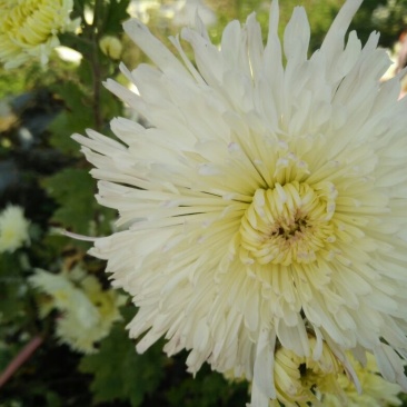 菊花茶一级