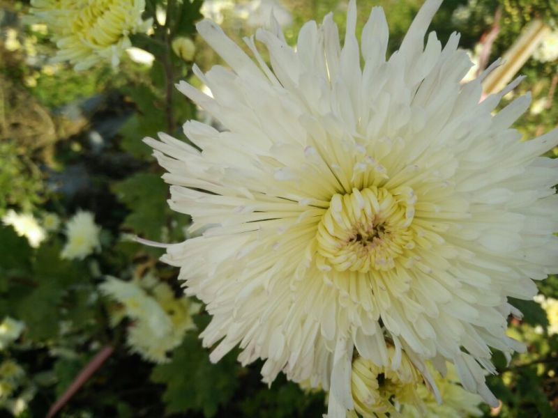 菊花茶一级