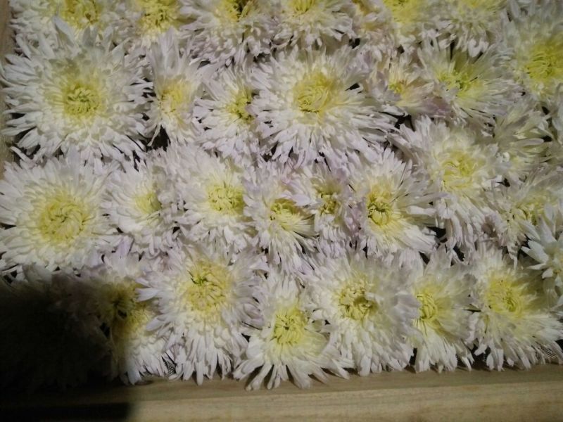 菊花茶一级
