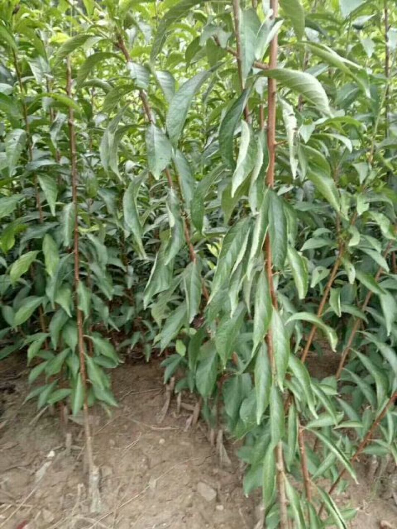 庄氏鑫兴苗木半边红(茵红)李子苗