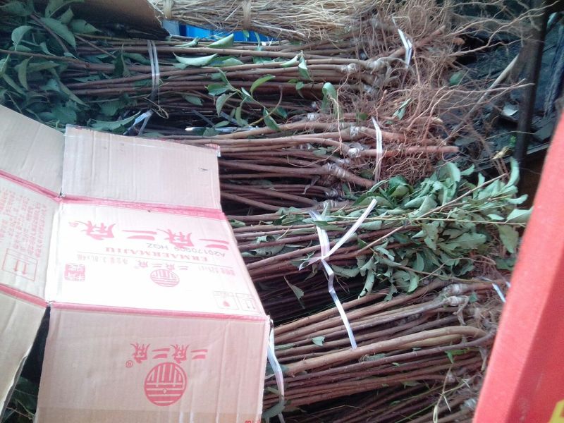 庄氏鑫兴苗木半边红(茵红)李子苗