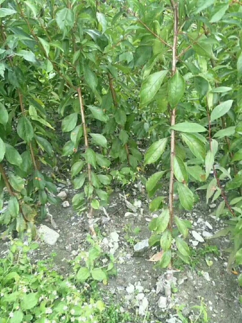 庄氏鑫兴苗木半边红(茵红)李子苗