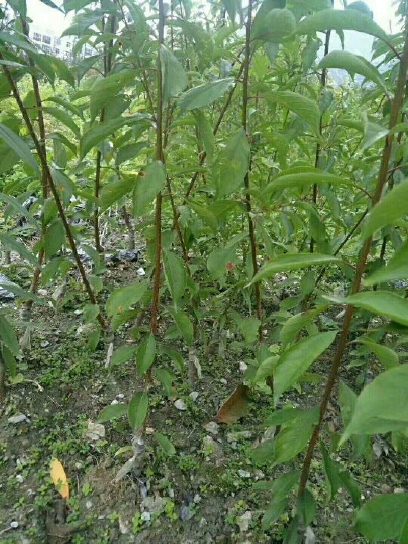 庄氏鑫兴苗木半边红(茵红)李子苗