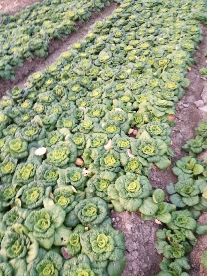 黄心乌8~15cm