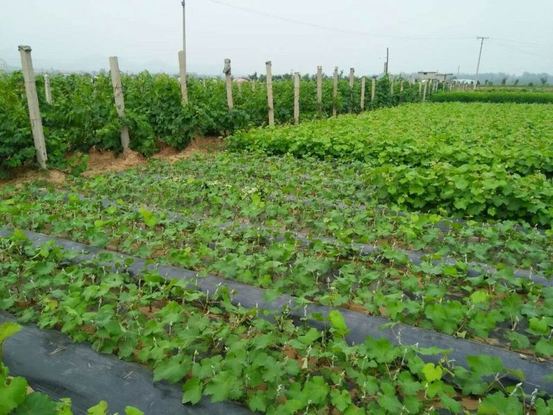 藤稔葡萄苗蓝宝石葡萄苗基地直销欢迎选购