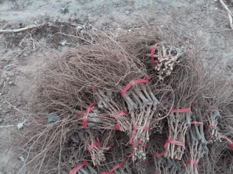 藤稔葡萄苗蓝宝石葡萄苗基地直销欢迎选购