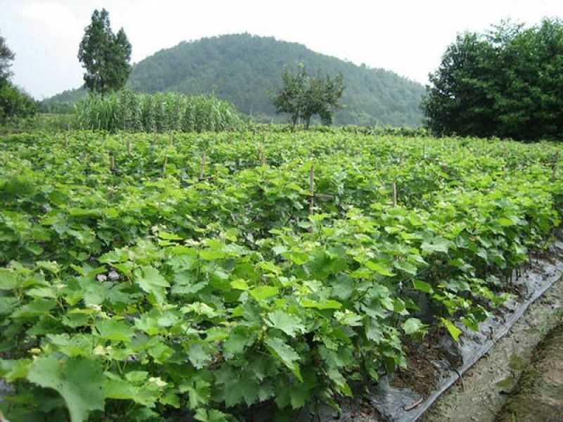 藤稔葡萄苗蓝宝石葡萄苗基地直销欢迎选购