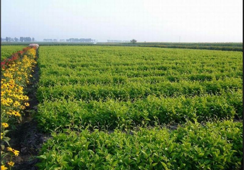 枸杞苗2年枸杞苗枸杞苗木枸杞树苗食用枸杞地栽枸杞苗