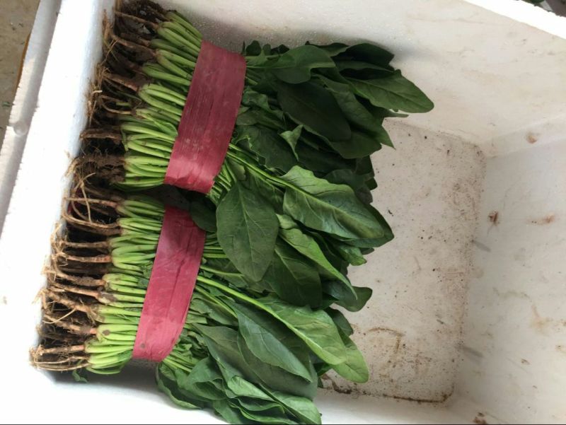 精品菠菜，产地直供，质量好，价格优，可到场地参观