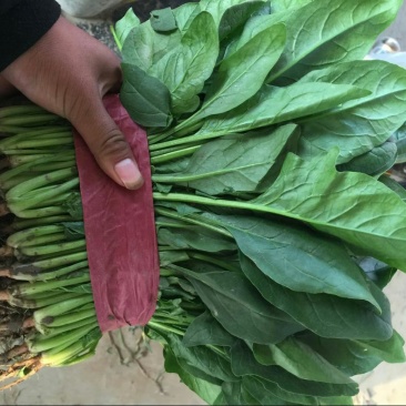 精品菠菜，产地直供，质量好，价格优，可到场地参观