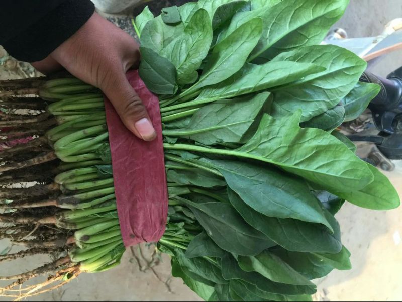 精品菠菜，产地直供，质量好，价格优，可到场地参观