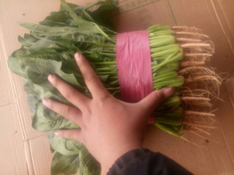 精品菠菜，产地直供，质量好，价格优，可到场地参观