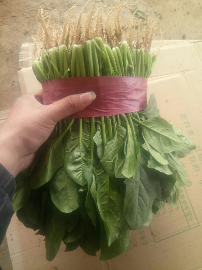 精品菠菜，产地直供，质量好，价格优，可到场地参观
