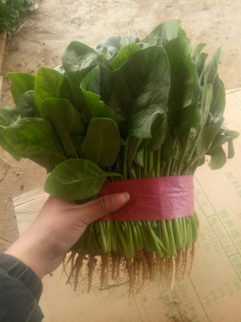 精品菠菜，产地直供，质量好，价格优，可到场地参观