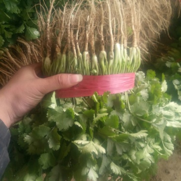 大叶香菜20~25厘米以上