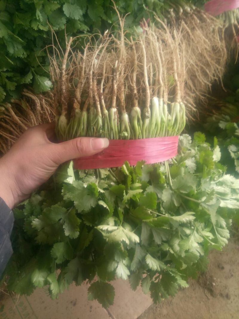 大叶香菜20~25厘米以上