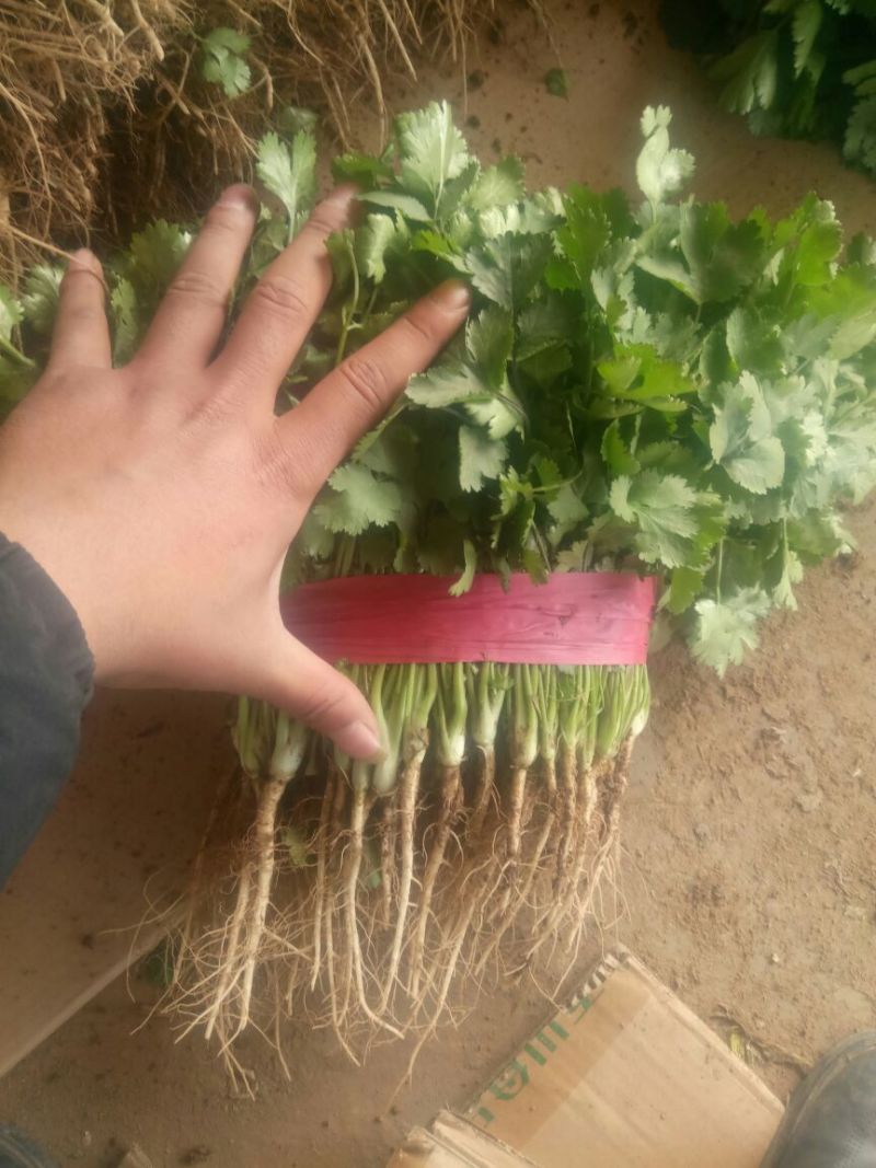 大叶香菜20~25厘米以上