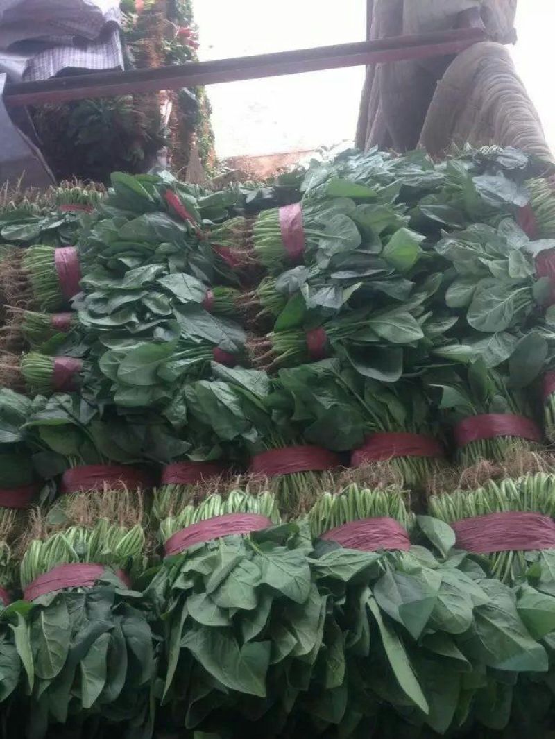 精品菠菜，产地直供，质量好，价格优，可到场地参观