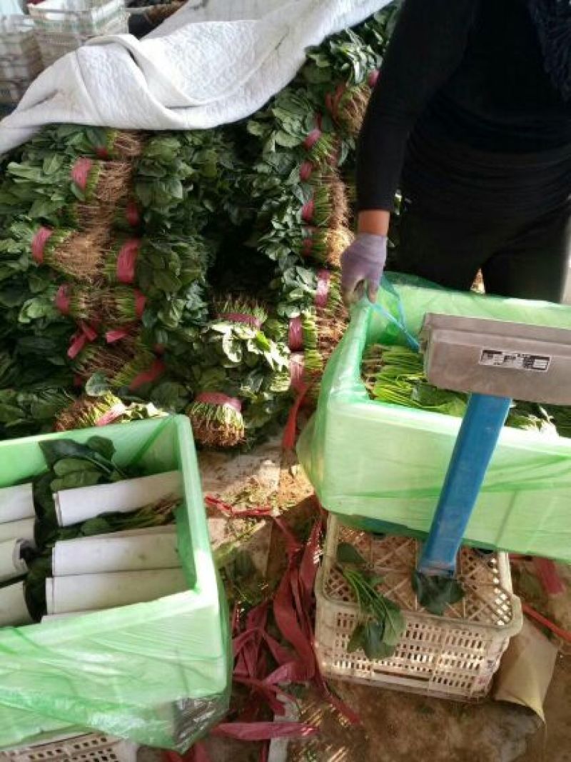 精品菠菜，产地直供，质量好，价格优，可到场地参观