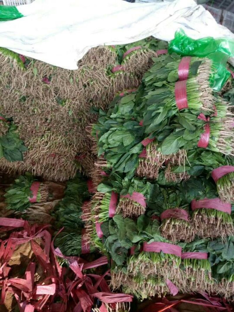 精品菠菜，产地直供，质量好，价格优，可到场地参观